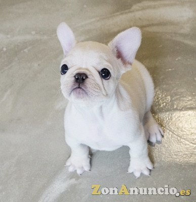 cachorros bulldog frances blanco